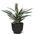 Bromelia Ananas - Ø12cm - ↕30cm + Potenza Pot D13x11cm - Zwart