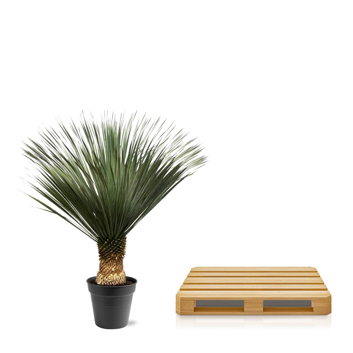 Yucca Rostrata - 140 - 160 cm - Ø50