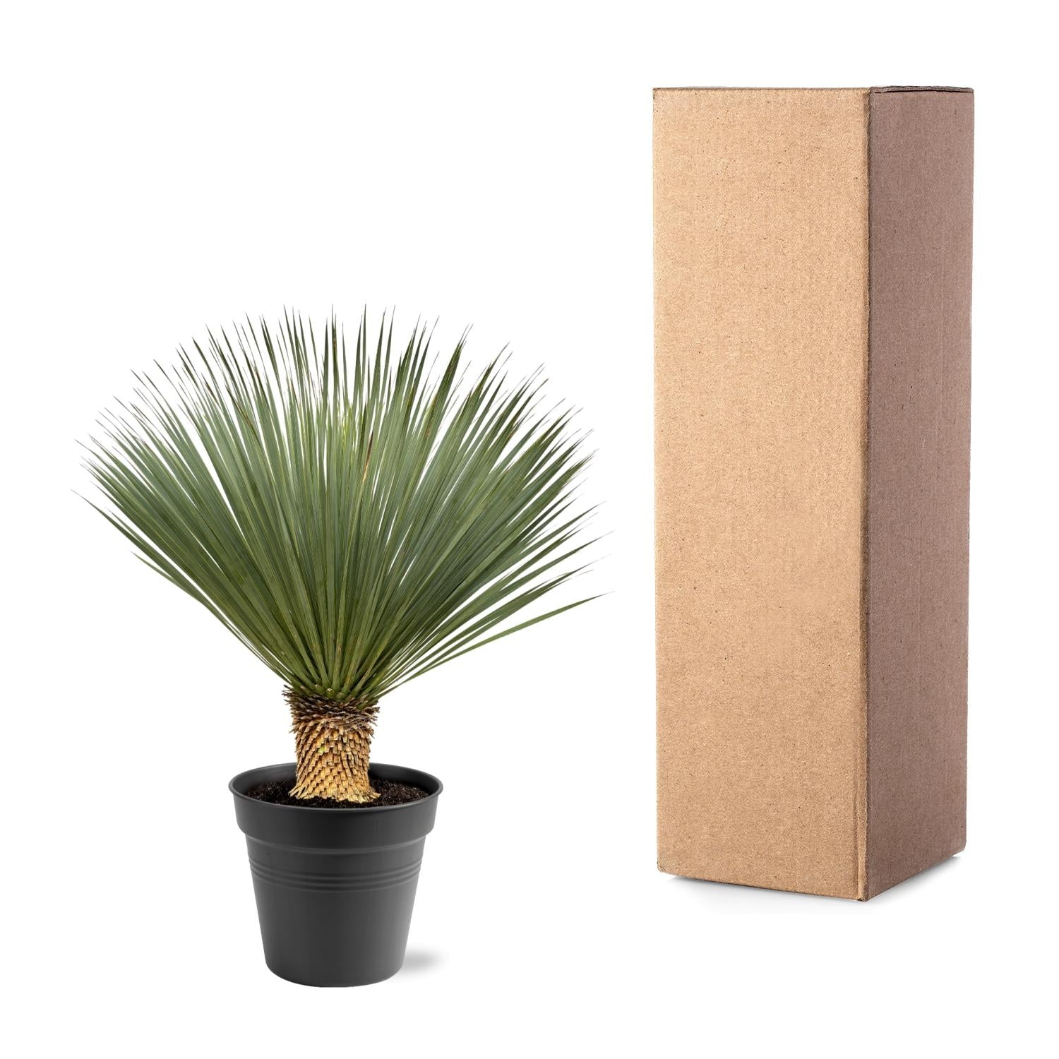 Yucca Rostrata - 100 - 120 cm - Ø40