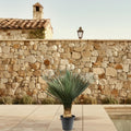 Yucca Rostrata - 100 - 120 cm - Ø40